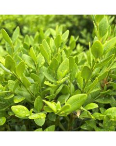 Green Velvet Boxwood