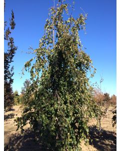 Weeping Green Beech