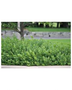 Grow Low Fragrant Sumac