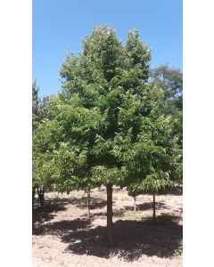 Common Hackberry