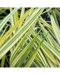 Hakonechloa Aureola 1G