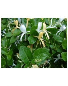 Halls Honeysuckle