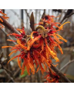 Diane Witch Hazel