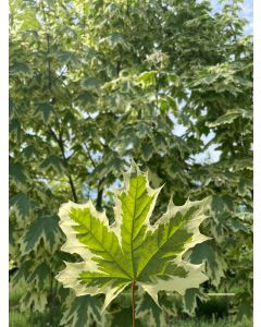 Harlequin Maple