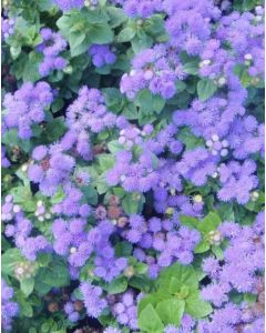Heliotrope