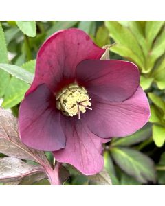 Hellebore 'Rome in Red' 1G