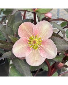 Hellebore 'Pink Frost' 1G