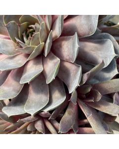 Hens and Chicks 'Blue Ice' 1G