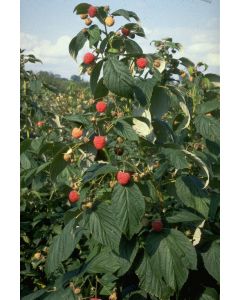 Heritage Raspberries