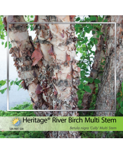 Heritage River Birch Clump