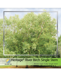 Heritage River Birch