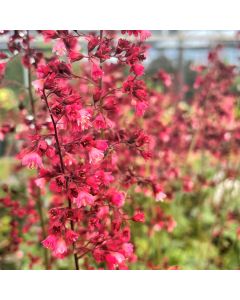 Coral Bells 'Berry Timeless' 1