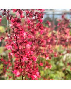 Coral Bells 'Berry Timeless'