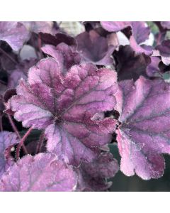 Coral Bells 'Forever Purple' 1