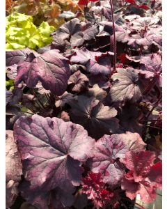 Coral Bells 'Grape Expect' 1G