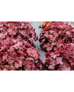 Coral Bells 'Northern Red' 1G