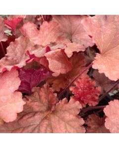 Coral Bells 'Peachberry Ice' 1