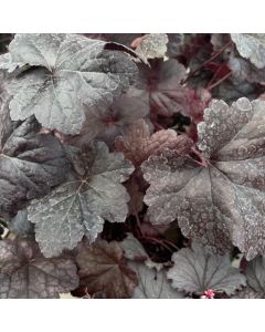 Coral Bells 'Plum Pudding' 1G
