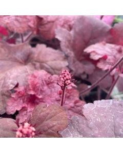 Coral Bells 'Red Dragon' 1G