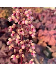 Coral Bells 'Red Dragon' 1G