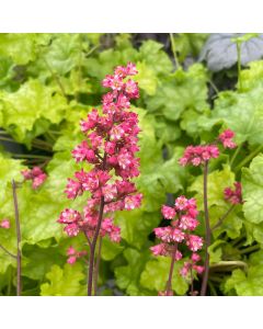 Coral Bells 'Timeless Glow' 1G