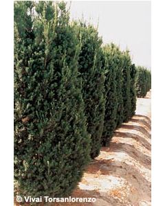Hills Yew