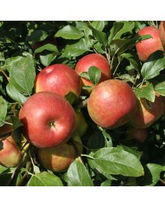 Honey Crisp Apple Tree