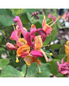 Candy Swirl Honeysuckle