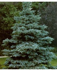 Hoopsi Blue Spruce