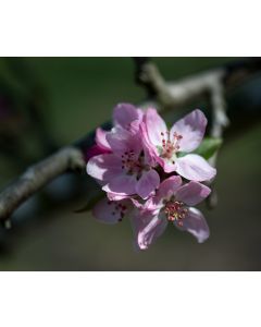 Hopa Crabapple