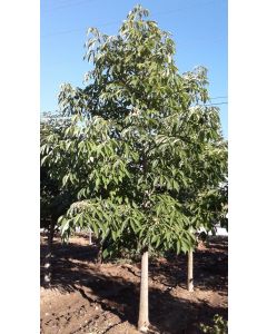 Common Horsechestnut
