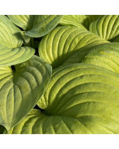 Hosta 'Stained Glass' 1G
