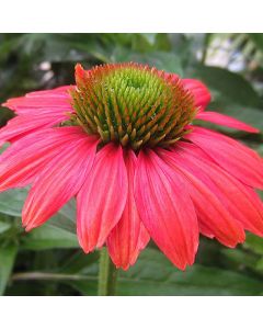 Coneflower 'Hot Coral' 1G