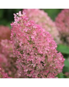 Bobo Hydrangea