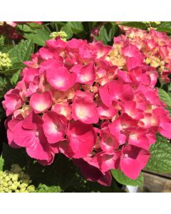 Forever Pink Hydrangea