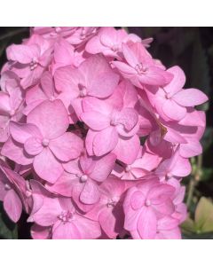 Let's Dance Can Do Hydrangea