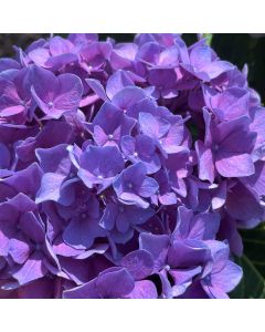 Lets Dance Rythmic Blue Hydrangea