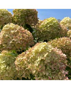 Little Lime Hydrangea Standard