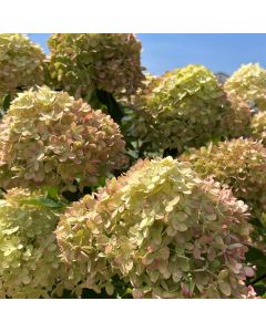 Little Lime Hydrangea Std