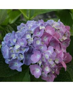 Lets Dance Blue Jangles Hydran