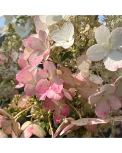 Pinky Winky Hydrangea