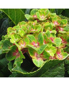 Pistachio Hydrangea