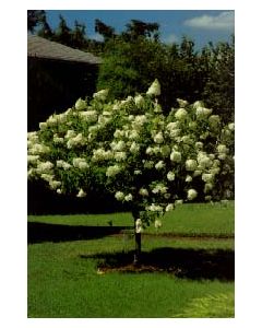 Little Lime Hydrangea Standard