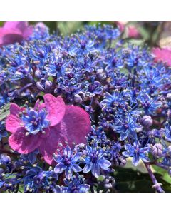 Tuff Stuff Hydrangea