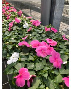 Impatiens Flat Pink