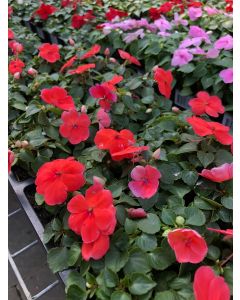 Impatiens Flat Cranberry