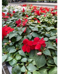 Impatiens Flat Red