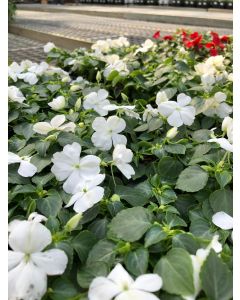 Impatiens Flat White