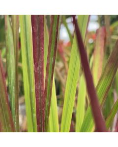 Imperata 'Red Baron' 1G