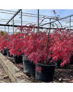Inaba Shidare Japanese Maple